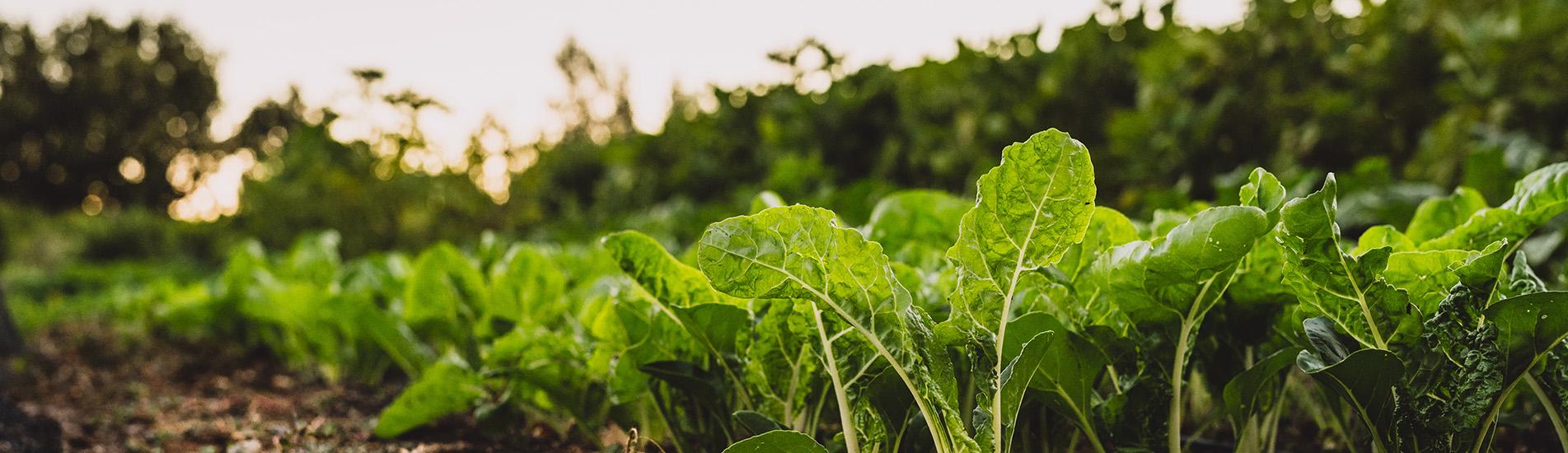 mark med friske danske grøntsager